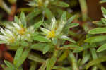 Silver nailwort